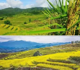 “拼命地跑，腿脚都是软的”，重庆男子丢下车：如果车再快几十秒，就被埋了